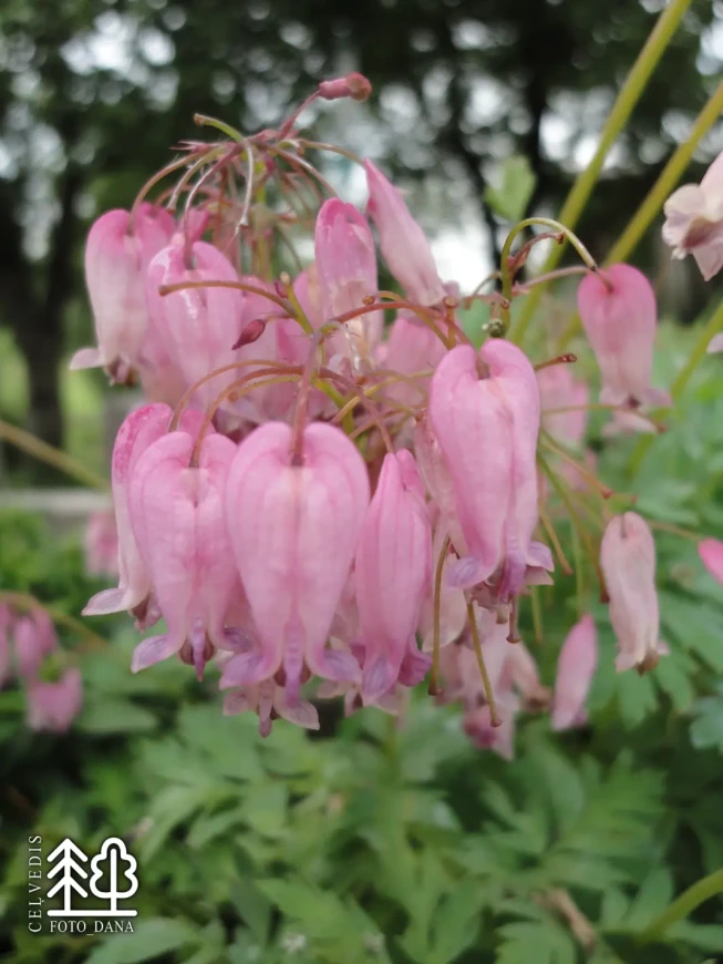 Dicentra formosa